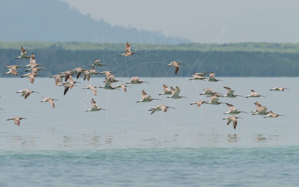 Flock of long-billed curlews flying low over calm coastal water with hazy forested headland behind