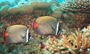 Two redtail butterflyfish swimming over hard coral and staghorn coral on a tropical reef underwater