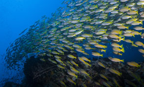 Large school of yellow-striped snapper swimming over a dark coral reef in clear blue water