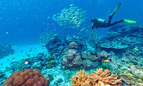 Diver in black wetsuit with yellow fins swims above a tropical coral reef beside a school of silver fish