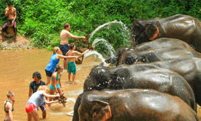 Tourists in swimwear bathing and splashing water on elephants in a muddy jungle river in Thailand