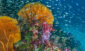 Underwater coral reef with orange sea fans, pink soft coral and dense schools of small blue fish