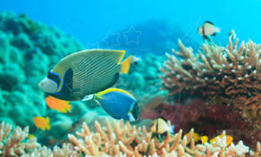 Emperor angelfish and blue surgeonfish swimming over branching staghorn coral in clear turquoise tropical water