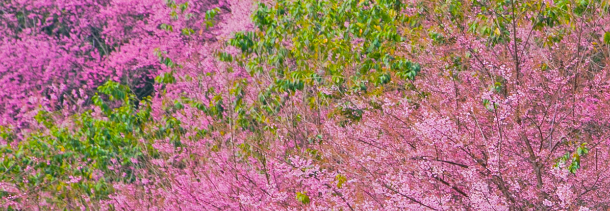 Hillside covered in pink cherry blossom trees mixed with green foliage in a dense spring bloom